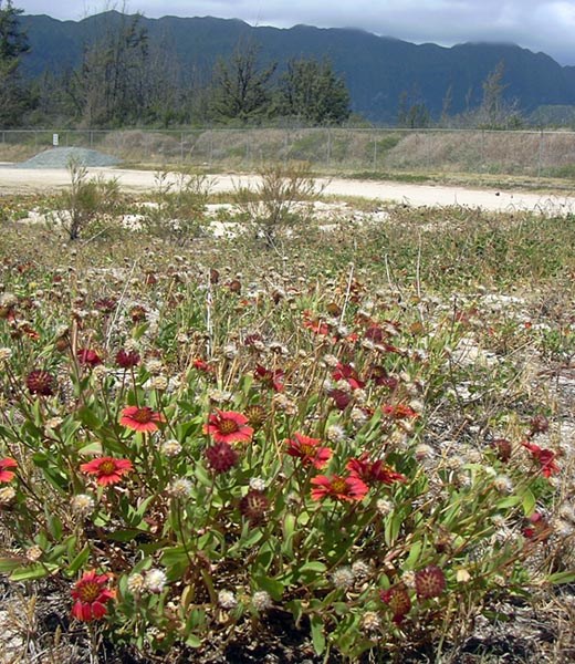 Flowers Gaillardia pulchella (indian blanket, melekula wai kahuli, waikahuli); habit, with typical red flowers. Waimanalo, Oahu, Hawaii, USA. July, 2004.