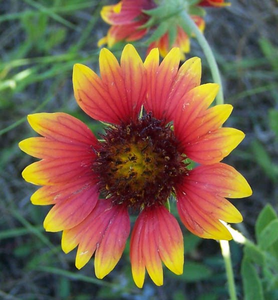 Flowers Gaillardia pulchella (indian blanket, melekula wai kahuli, waikahuli) typical red flowers. Texas, USA. January, 2003.