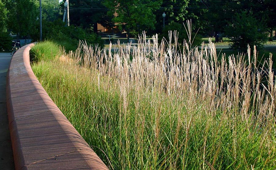 Habit Miscanthus sinensis (eulalia, Chinese silvergrass); foliage and habit. USA, 2007.