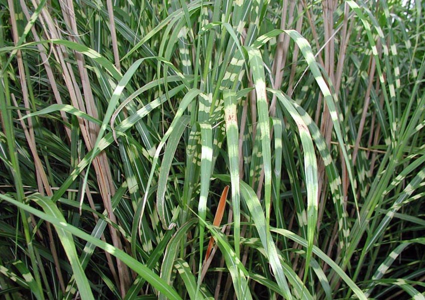 Foliage and habit Miscanthus sinensis (eulalia, Chinese silvergrass); foliage and habit. USA, 2004.
