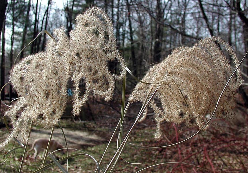 Fruiting habit Miscanthus sinensis (eulalia, Chinese silvergrass); fruiting habit. USA, 2003.