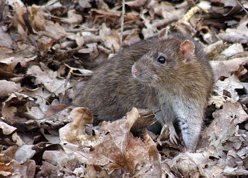 Adult Rattus norvegicus (brown rat); adult amongst fallen leaves. Alexandra Park, Hastings, East Sussex, UK. March, 2009.