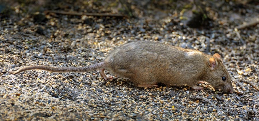 Adult Rattus norvegicus (brown rat); adult, feeding on seed dropped from a bird feeder. Pennington Flash, nr Leigh, Lancashire, UK. February, 2009.