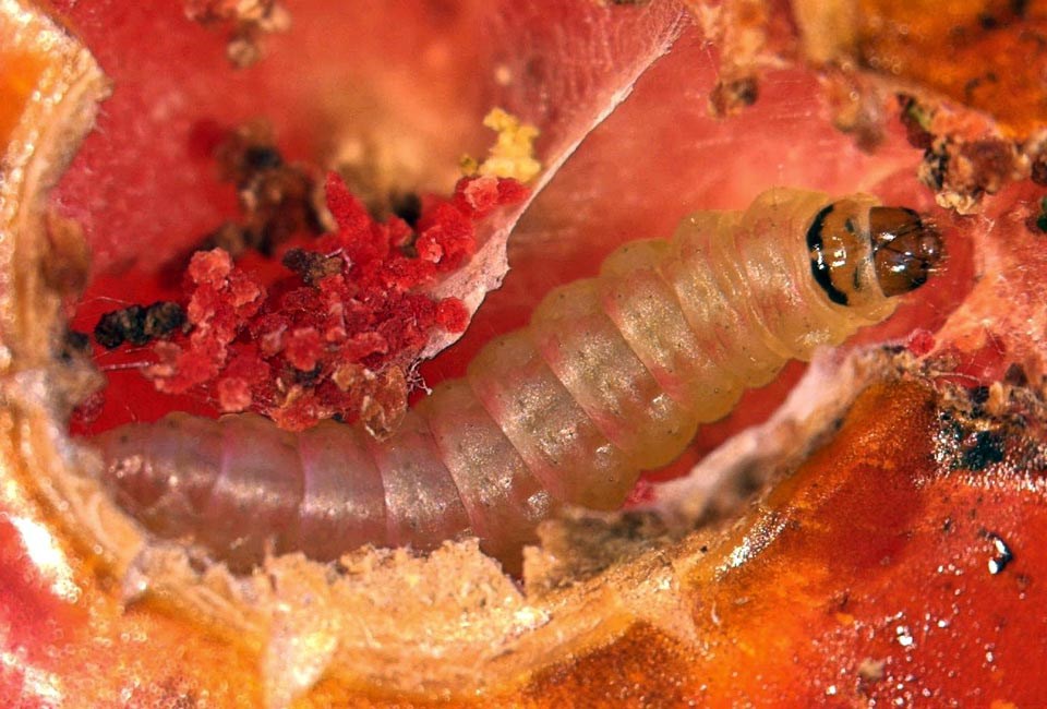 Larval damage Tuta absoluta (tomato leafminer); larval damage on tomato (Lycopersicon esculentum).