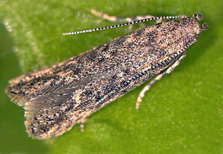 Adult Tuta absoluta (tomato leafminer); adult at rest.