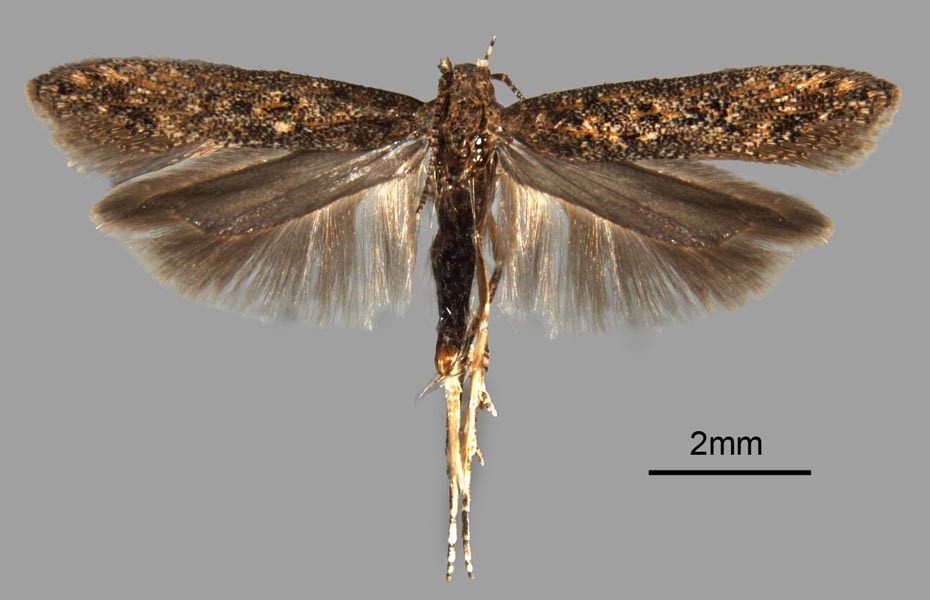 Adult Tuta absoluta (tomato leafminer); adult male. Museum set specimen. (Note scale)
