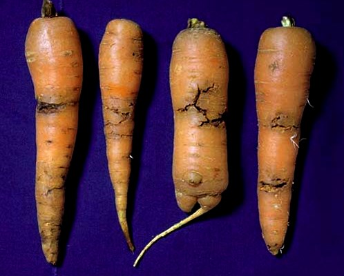 Damage Psila rosae (carrot root fly); larval damage to carrots.
