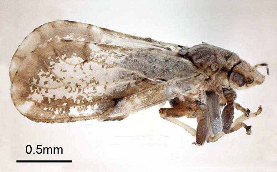 Adult, museum set specimen Diaphorina citri (Asiatic citrus psyllid); adult, museum set specimen. East Timor KAB DILI, ex. sweeping Fortunella japonica. 30 January, 2000. Adults 3-4 mm long, body brown mottled, head light brown. Forewing broadest apical half, mottled with brown band extending around periphery of outer half of wing, the band slightly interrupted near apex. Antennae with black tip and two small light brown spots on middle segments. Living insect covered with whitish, waxy, secretion, making it appear dusty.