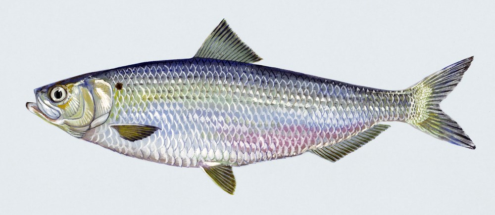 Artwork of adult fish Alosa aestivalis (blueback herring); artwork of adult fish.