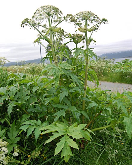 Habit Heracleum persicum (Persian hogweed); mature plant growing on a roadside. Nr Tromsø, Norway. July, 2014.