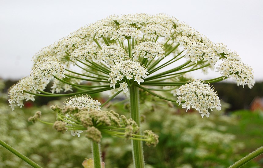 Umbel at anthesis Heracleum persicum (Persian hogweed); a single umbel at anthesis. Nr Tromsø, Norway. July, 2014.