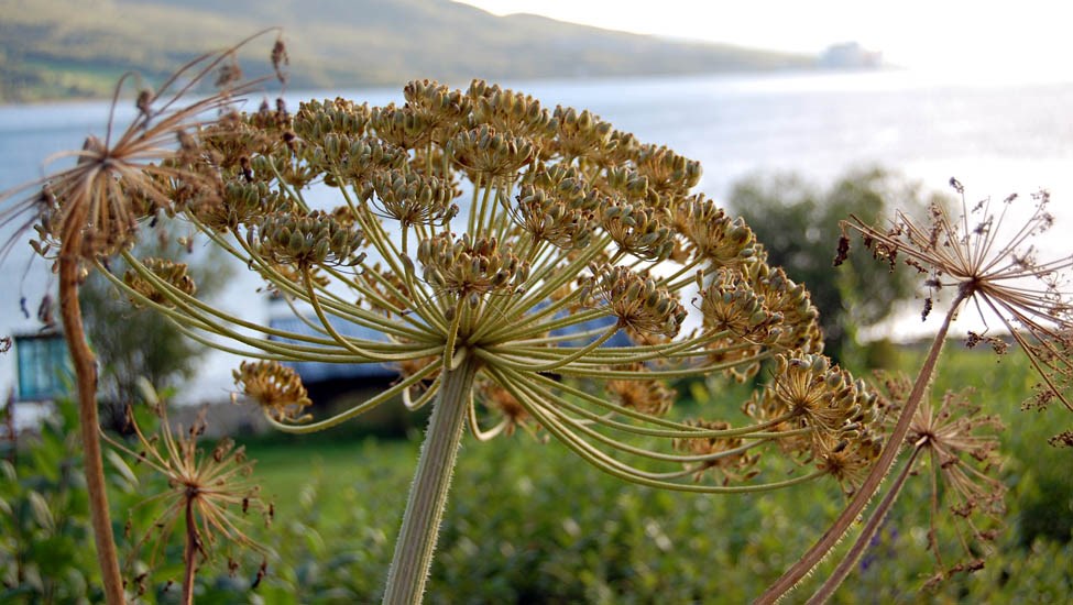 Fruits in primary umbels Heracleum persicum (Persian hogweed); development of fruits in primary umbels. Secondary umbels withered without any seed production. Nr Nordkjosbotn, Norway. August, 2013.
