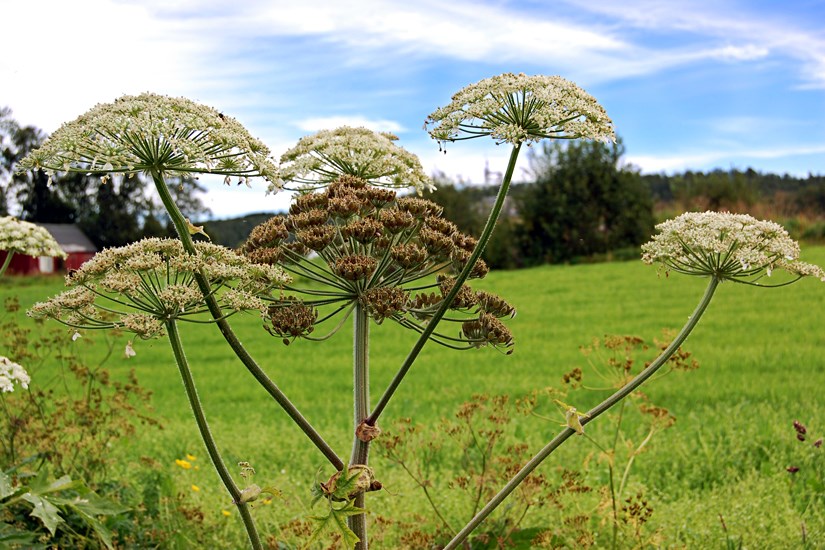 Flowering phenology Heracleum persicum (Persian hogweed); temporal variation in the flowering phenology between primary and secondary umbels. Note that the primary umbels cosists of mature fruits (mericarps) whereas secondary umbels are at anthesis. Norway. August, 2013.
