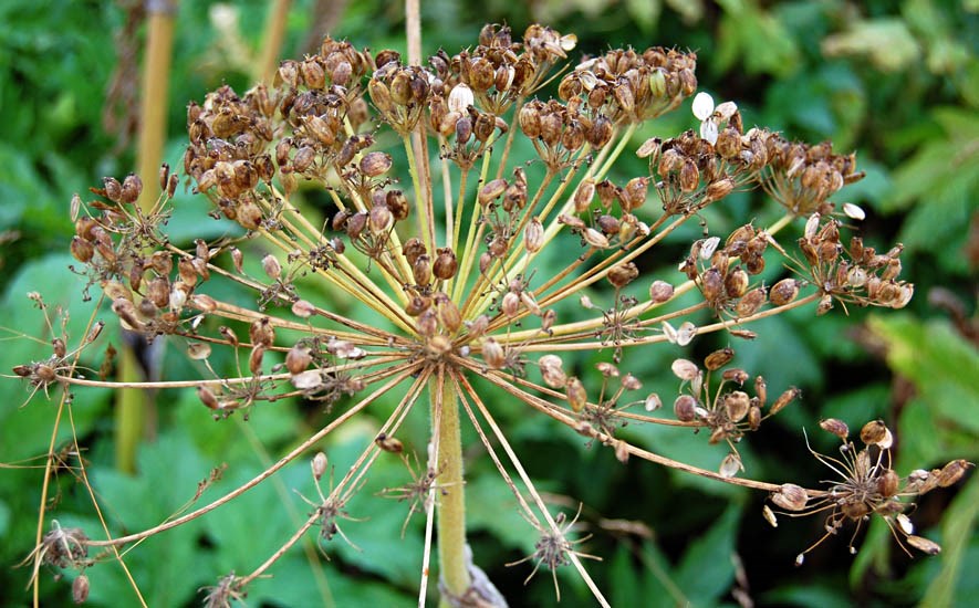 Dry fruits Heracleum persicum (Persian hogweed); dry fruits at the end of August. Nearly half of the fruits are already dispersed. Nr Nordkjosbotn, Norway. August, 2013.