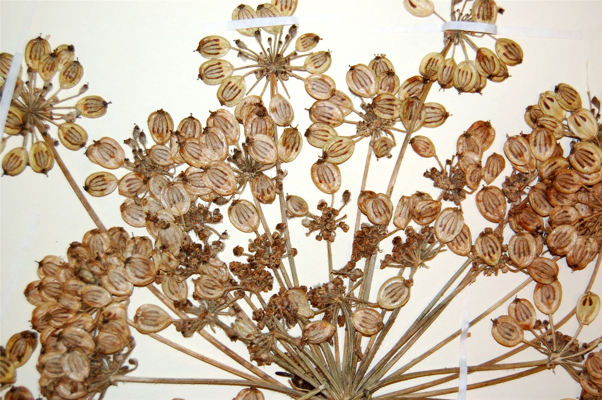 Seed morphology Heracleum persicum (Persian hogweed); seed morphology, herbarium specimen. Norway. June, 2012.