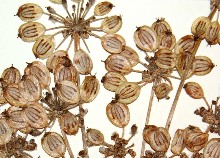 Seed morphology Heracleum persicum (Persian hogweed); close-view of seed morphology, herbarium specimen. Norway. June, 2012.