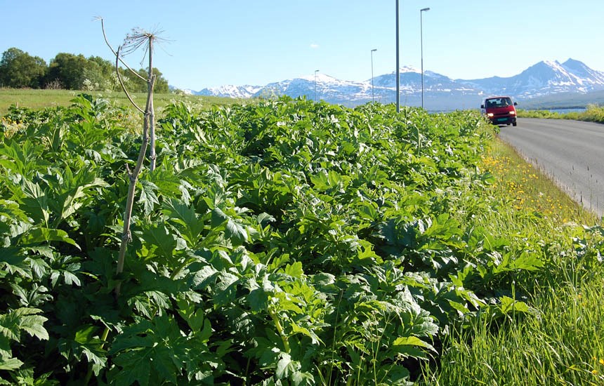 Dense stand Heracleum persicum (Persian hogweed); dense stand. Tromsø, Norway. June, 2012.