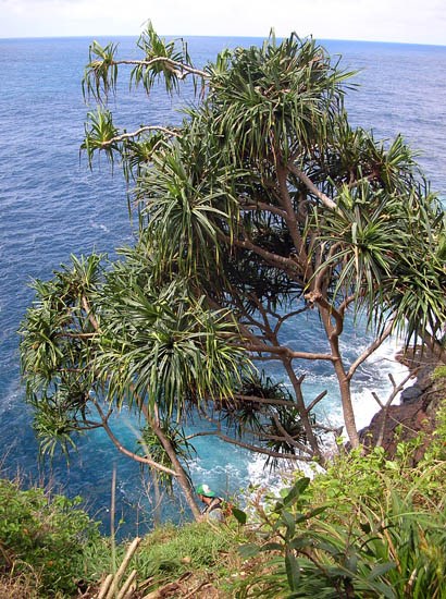 Habit Pandanus tectorius (screwpine, hala); habit. Keopuka, Maui, Hawaii, USA. April, 2005.