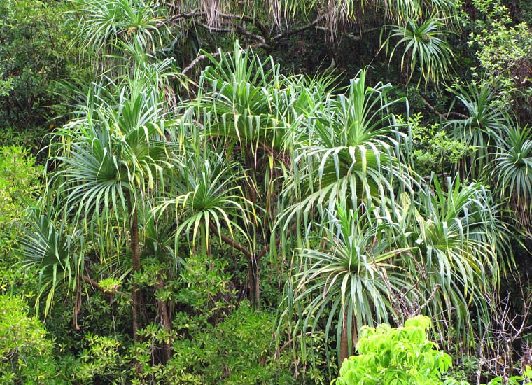 Habit Pandanus tectorius (screwpine, hala); habit. Hana Hwy, Maui, Hawaii, USA. June, 2009.