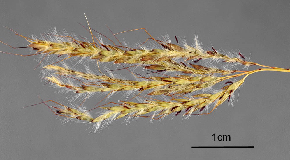 Seedheads Bothriochloa ischaemum (yellow bluestem); seedheads.