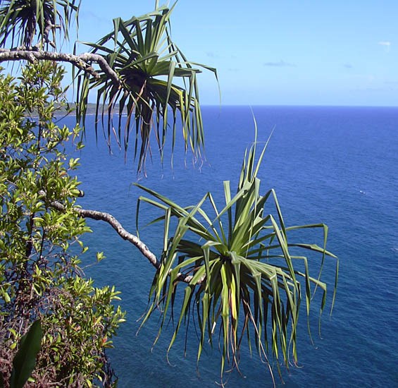 Habit Pandanus tectorius (screwpine, hala); habit on coast. Hanawi stream, Maui, Hawaii, USA. July, 2003.