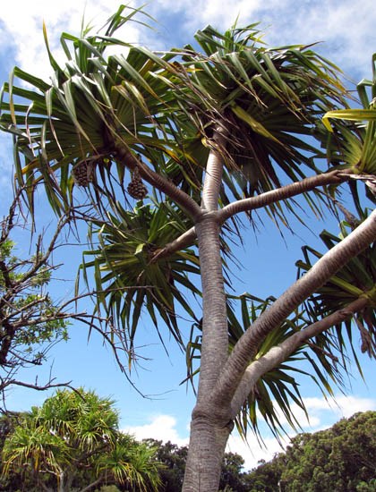 Habit Pandanus tectorius (screwpine, hala); habit. Ohialani Haiku, Maui, Hawaii, USA. July, 2012.