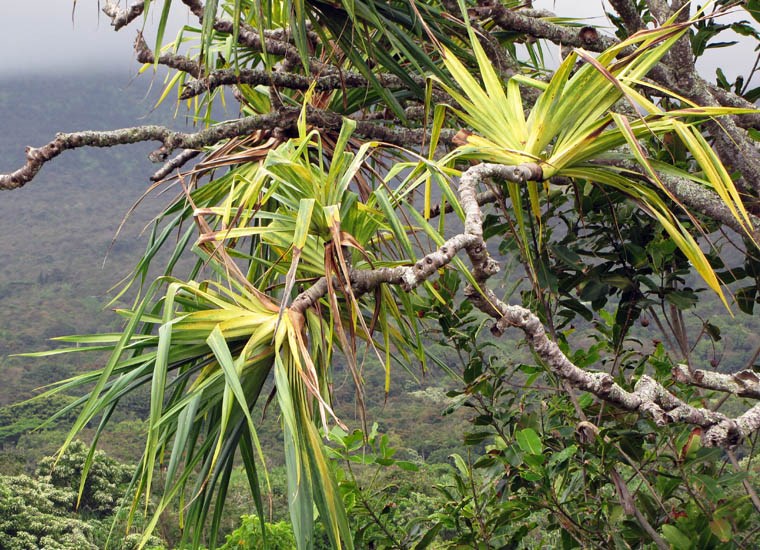 Leaves Pandanus tectorius (screwpine, hala); leaves. Kahanu Gardens Hana, Maui, Hawaii, USA. June, 2012.