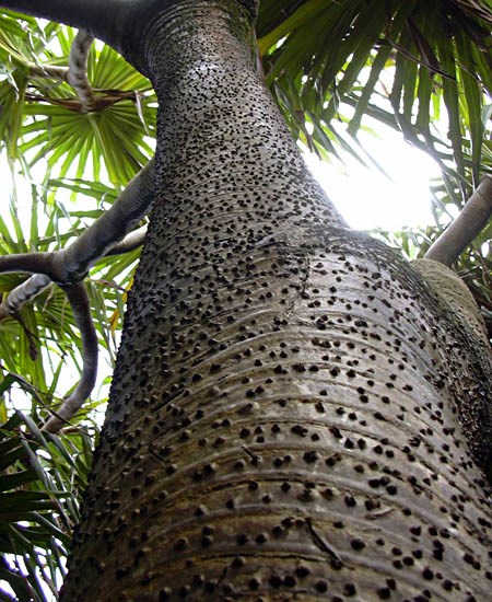 Trunk Pandanus tectorius (screwpine, hala); trunk. Kiphahulu Haleakala National Park, Maui, Hawaii, USA. April, 2004.