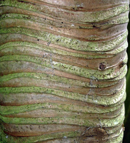 Bark Pandanus tectorius (screwpine, hala); bark. Hana Hwy, Maui, Hawaii, USA. February, 2004.