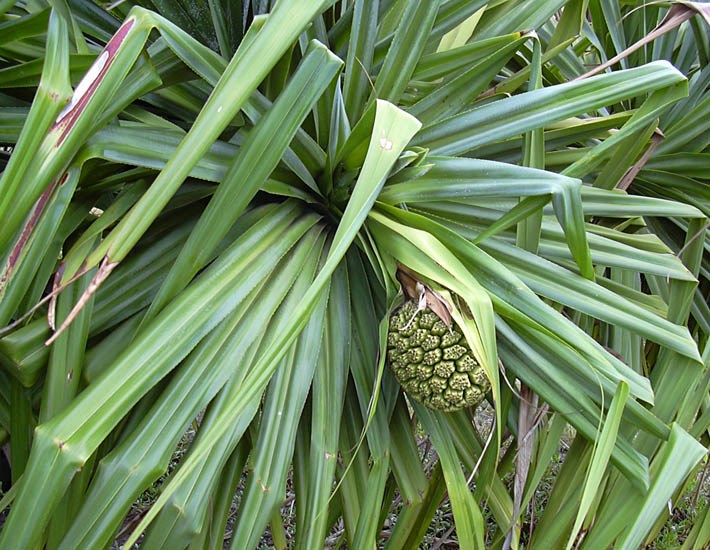Fruit Pandanus tectorius (screwpine, hala); fruit and foliage. Kanaha Pond, Maui, Hawaii, USA. June, 2003.
