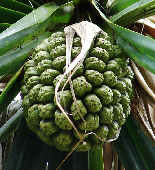Fruit Pandanus tectorius (screwpine, hala); unripe fruit. Nr Midway Memorial, Sand Island, Midway Atoll. June, 2008.