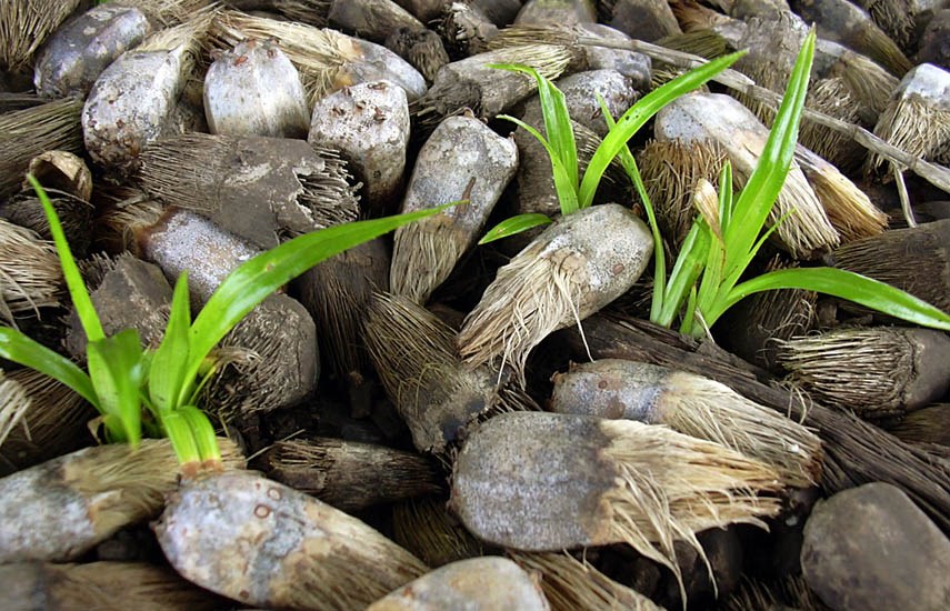 Seedlings Pandanus tectorius (screwpine, hala); seedlings amongst husks. Kipahulu, Maui, Hawaii, USA. December, 2003.