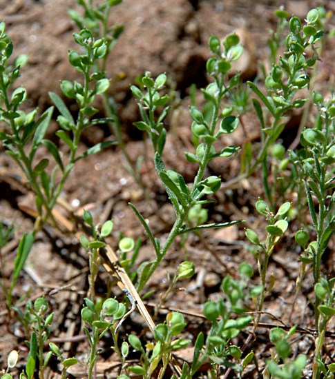 Habit Alyssum desertorum (desert madwort); habit (with seeds) in gravel areas near Long John's Meadow, Tuolumne County, California, USA. June, 2011.