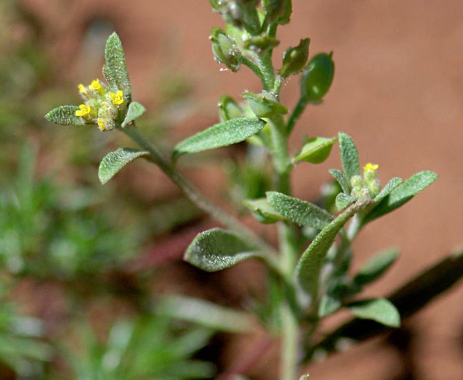 Habit Alyssum desertorum (desert madwort); habit in gravel areas near Long John's Meadow, Tuolumne County, California, USA. June, 2011.