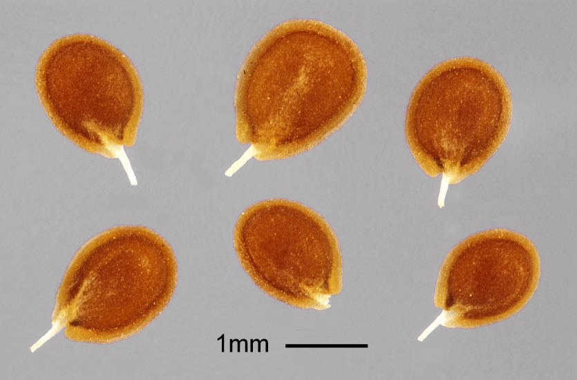 Seeds Alyssum desertorum (desert madwort); seeds.