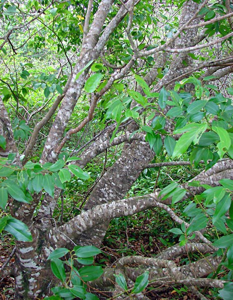 Habit Cinnamomum burmanni (padang cassia); habit, bark and foliage. West Poelua, West Maui, Maui, Hawaii, USA. May, 2009.