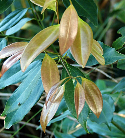 Leaves Cinnamomum burmannii (Padang cassia); young leaves. Haiku, Maui, Hawaii, USA. February, 2009.