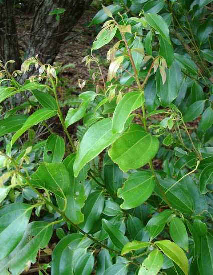 Leaves and shoots Cinnamomum burmannii (Padang cassia); leaves and shoots. West Poelua, West Maui, Maui, Hawaii, USA. May, 2009.