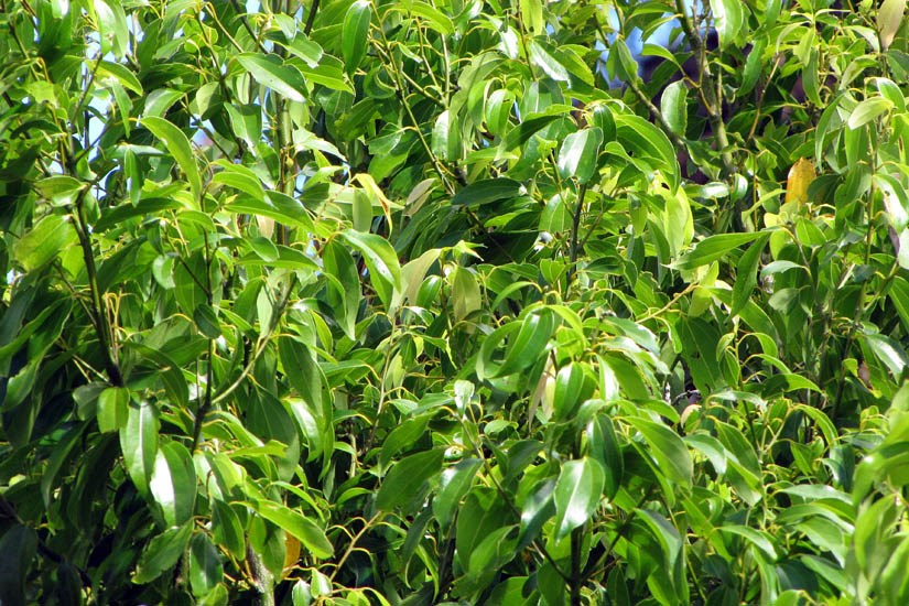 Foliage Cinnamomum burmannii (Padang cassia); foliage. Kahana, Maui, Hawaii, USA. October, 2011.
