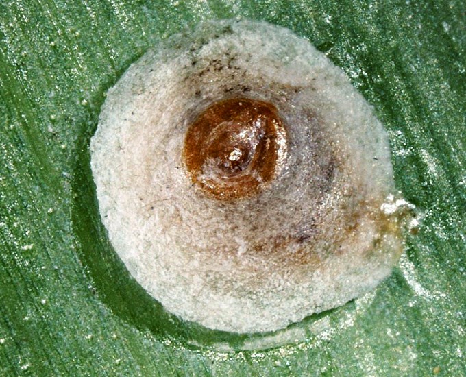 Adult Hemiberlesia lataniae (latania scale); adult on Heliconia. Intercepted, from Costa Rica, on Heliconia by Customs & Border Protection at Atlanta International Airport, Georgia, USA.