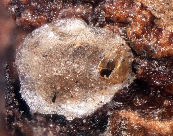 Adult Hemiberlesia lataniae (latania scale); adult on avocado (Persea americana). Intercepted on avocado from Argentina, in Atlanta, Georgia, USA.