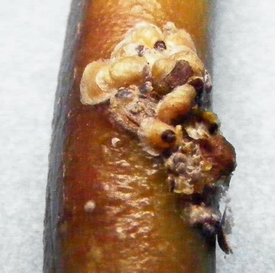Adults Hemiberlesia lataniae (latania scale); adults on winter's bark (Drimys winteri), Chile.