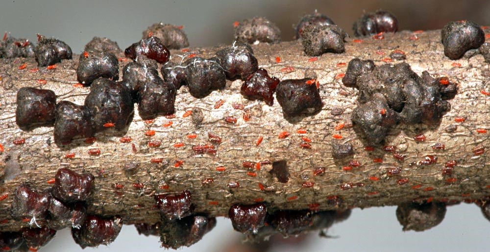 Adults Paratachardina pseudolobata (lobate lac scale); adults. Florida, USA.