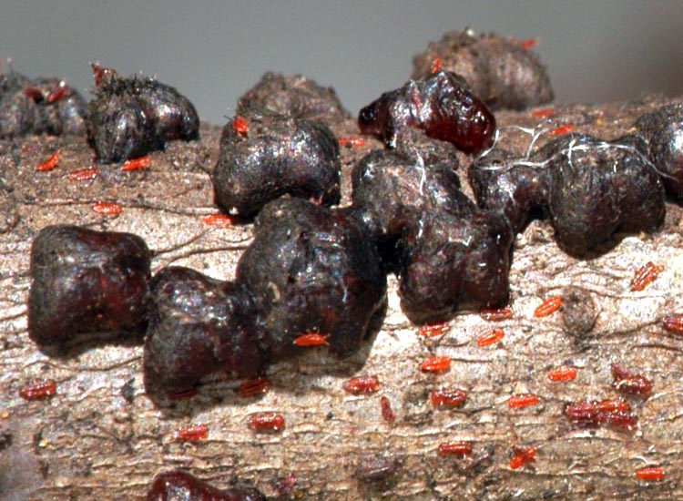 Adults Paratachardina pseudolobata (lobate lac scale); close-up of adults. Florida, USA.