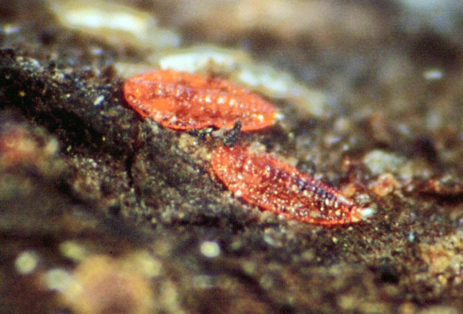 Nymphs Paratachardina pseudolobata (lobate lac scale); nymphs. Florida, USA.