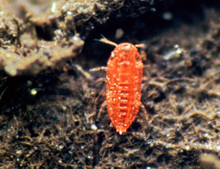 Nymph Paratachardina pseudolobata (lobate lac scale); nymph. Florida, USA.