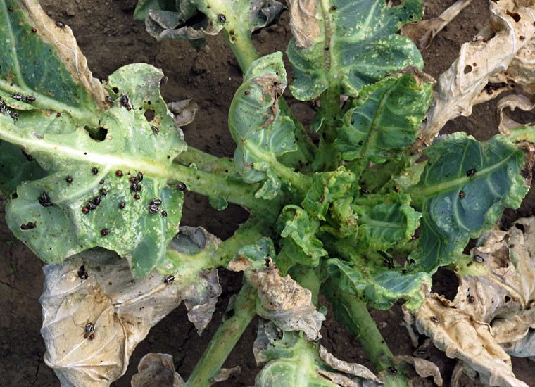 Damage symptoms Bagrada hilaris (painted bug); several stages of bugs on heat and drought-stressed collard greens plant (Brassica oleracea var. acephala). The characteristic damage to the plant made by the insects sucking juices from the leaves is evident. On thick leaves, like these collard greens, the bugs leave white scars on the surface. On thinner leaves, like mustard greens, the damage causes papery, whitish, patches. Los Angeles, California, USA. October 2010.
