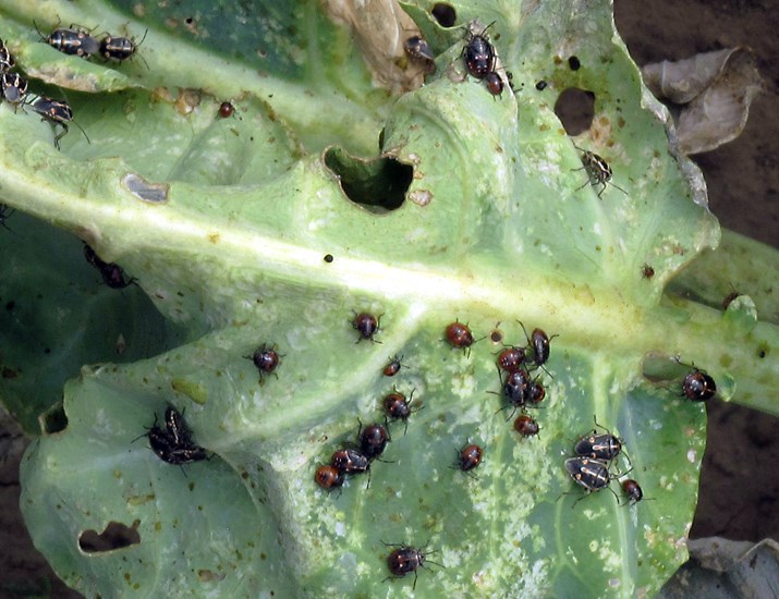 Damage symptoms Bagrada hilaris (painted bug); several stages of bugs on heat and drought-stressed collard greens plant (Brassica oleracea var. acephala). The characteristic damage to the plant made by the insects sucking juices from the leaves is evident. On thick leaves, like these collard greens, the bugs leave white scars on the surface. On thinner leaves, like mustard greens, the damage causes papery, whitish, patches. Los Angeles, California, USA. October 2010.