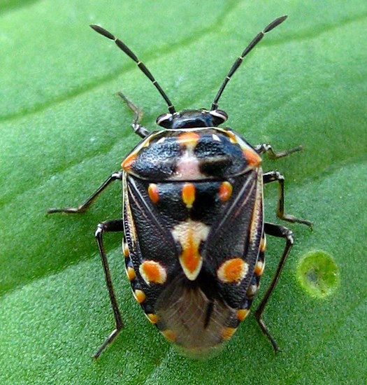 Adult Bagrada hilaris (painted bug); adult. B. hilaris is a pest of Brassica (cabbage, kale, etc.), here on pakchoi, in it's natural range. Chimoio, Manica Province, Mozambique. April, 2010.