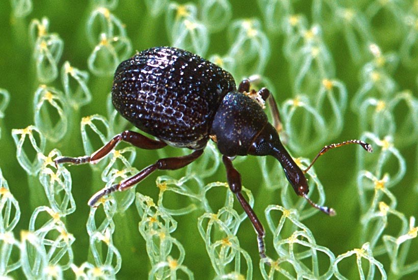 Adult Cyrtobagous salviniae (salvinia weevil); adult on Salvinia. As a bio-control, this 4mm long weevil is highly effective in reducing giant salvinia infestations.